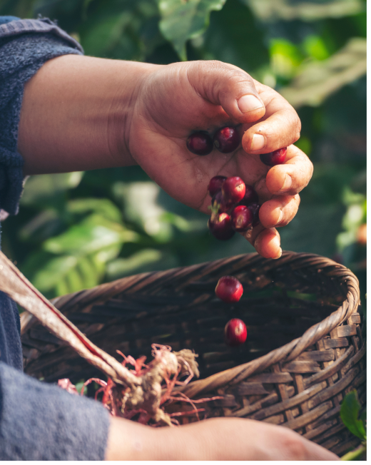 The Future of Coffee