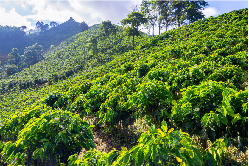 Starbucks Commitments