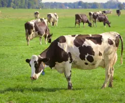 Notre objectif : des produits laitiers plus durables